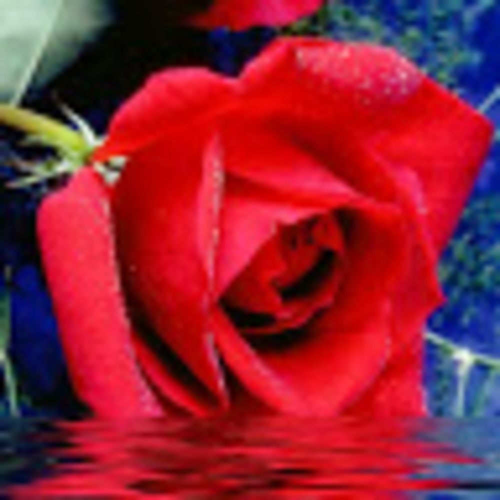 Meet your Posher, Bri